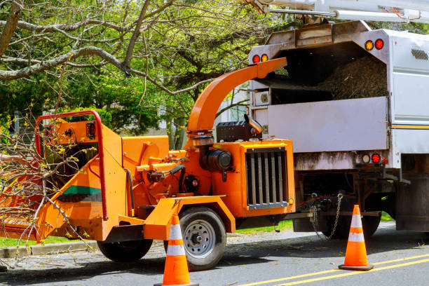 Best Stump Grinding and Removal  in Wagon Wheel, AZ