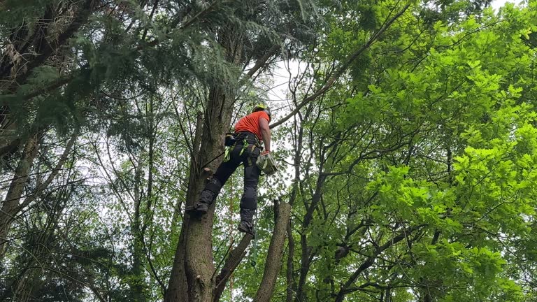 Best Arborist Consultation Services  in Wagon Wheel, AZ