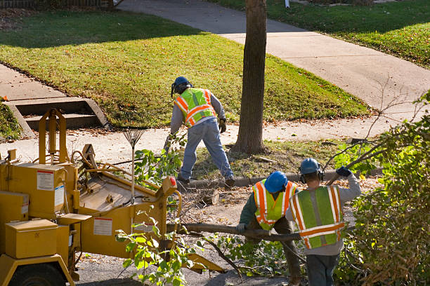 Best Utility Line Clearance  in Wagon Wheel, AZ