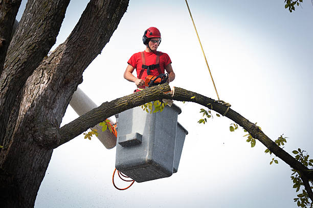 Best Tree and Shrub Care  in Wagon Wheel, AZ